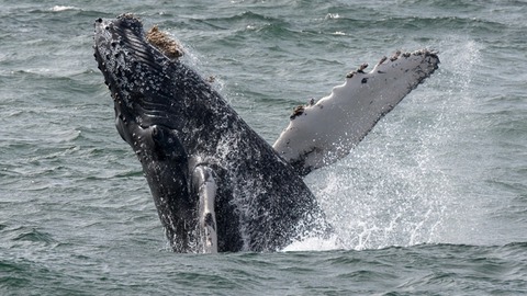 ¿ qué es una ballena y cómo afecta al mercado cripto?